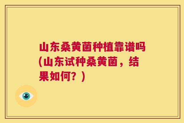 山东桑黄菌种植靠谱吗(山东试种桑黄菌,结果如何?) 山东桑黄菌种植靠谱吗(山东试种桑黄菌,结果如何?)