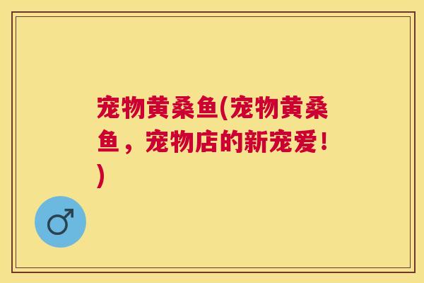 宠物黄桑鱼(宠物黄桑鱼,宠物店的新宠爱!) 宠物黄桑鱼(宠物黄桑鱼,宠物店的新宠爱!)