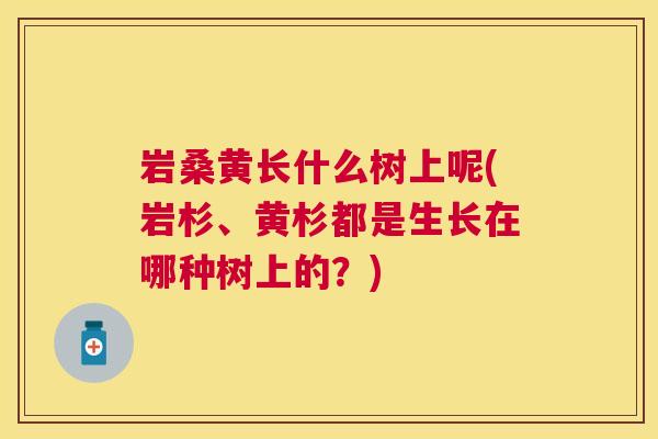 岩桑黄长什么树上呢(岩杉、黄杉都是生长在哪种树上的?) 岩桑黄长什么树上呢(岩杉、黄杉都是生长在哪种树上的?)