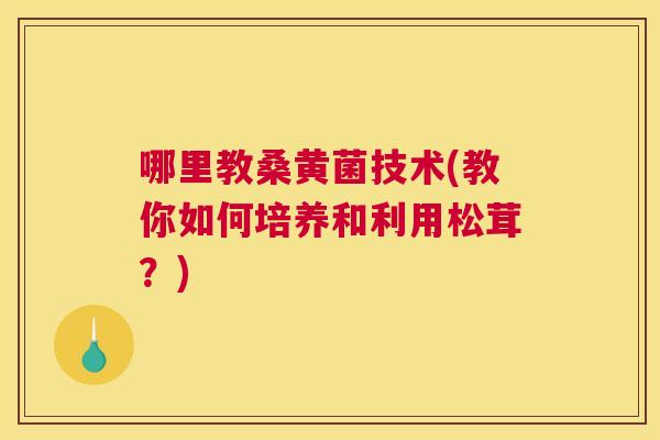 哪里教桑黄菌技术(教你如何培养和利用松茸?) 哪里教桑黄菌技术(教你如何培养和利用松茸?)