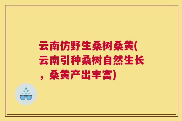 云南仿野生桑树桑黄(云南引种桑树自然生长,桑黄产出丰富) 云南仿野生桑树桑黄(云南引种桑树自然生长,桑黄产出丰富)