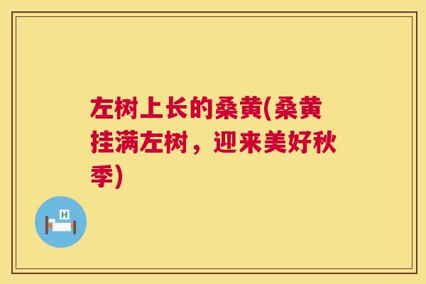 左树上长的桑黄(桑黄挂满左树,迎来美好秋季) 左树上长的桑黄(桑黄挂满左树,迎来美好秋季)