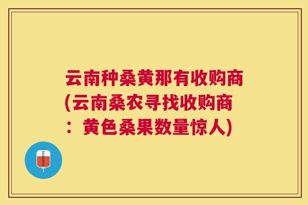 云南种桑黄那有收购商(云南桑农寻找收购商:黄色桑果数量惊人) 云南种桑黄那有收购商(云南桑农寻找收购商:黄色桑果数量惊人)