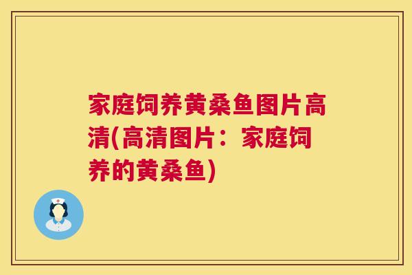 家庭饲养黄桑鱼图片高清(高清图片:家庭饲养的黄桑鱼) 家庭饲养黄桑鱼图片高清(高清图片:家庭饲养的黄桑鱼)