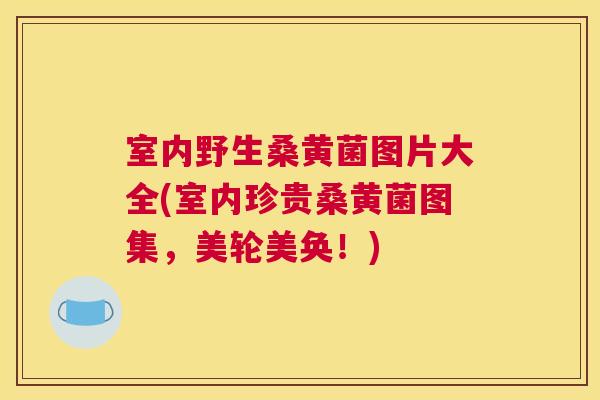 室内野生桑黄菌图片大全(室内珍贵桑黄菌图集,美轮美奂!) 室内野生桑黄菌图片大全(室内珍贵桑黄菌图集,美轮美奂!)