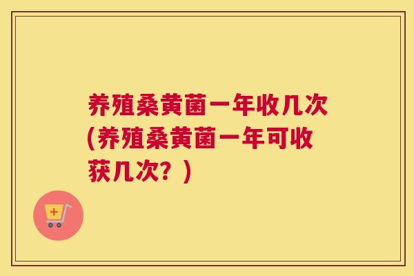 养殖桑黄菌一年收几次(养殖桑黄菌一年可收获几次?) 养殖桑黄菌一年收几次(养殖桑黄菌一年可收获几次?)