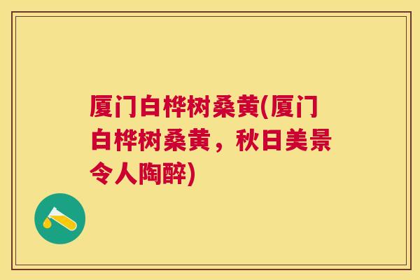 厦门白桦树桑黄(厦门白桦树桑黄,秋日美景令人陶醉) 厦门白桦树桑黄(厦门白桦树桑黄,秋日美景令人陶醉)