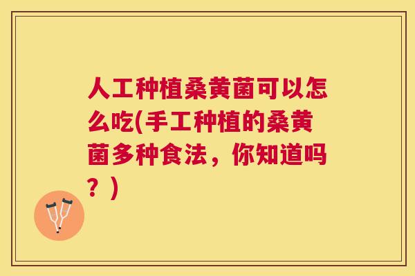 人工种植桑黄菌可以怎么吃(手工种植的桑黄菌多种食法,你知道吗?) 人工种植桑黄菌可以怎么吃(手工种植的桑黄菌多种食法,你知道吗?)