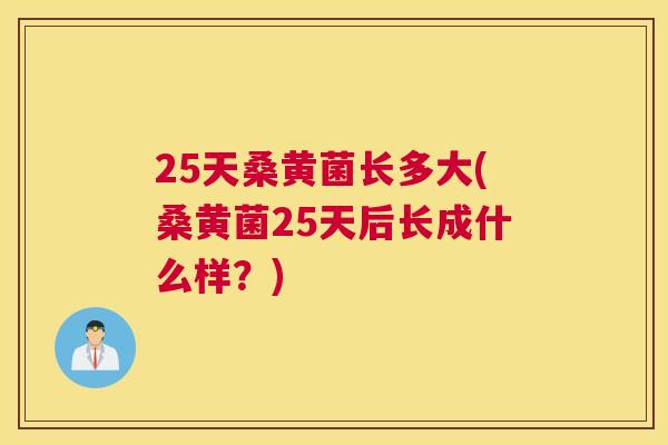 25天桑黄菌长多大(桑黄菌25天后长成什么样?) 25天桑黄菌长多大(桑黄菌25天后长成什么样?)