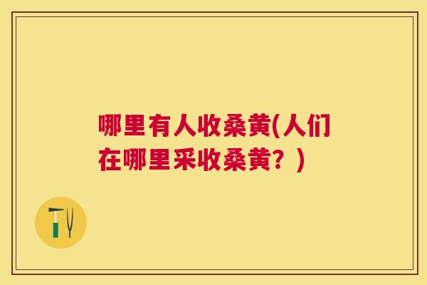哪里有人收桑黄(人们在哪里采收桑黄?) 哪里有人收桑黄(人们在哪里采收桑黄?)
