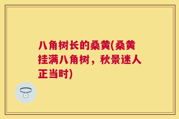 八角树长的桑黄(桑黄挂满八角树,秋景迷人正当时) 八角树长的桑黄(桑黄挂满八角树,秋景迷人正当时)