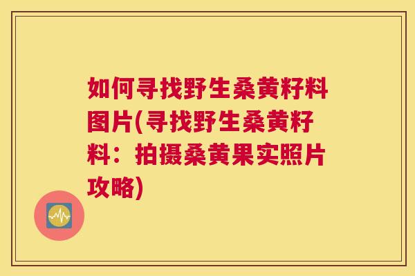 如何寻找野生桑黄籽料图片(寻找野生桑黄籽料:拍摄桑黄果实照片攻略) 如何寻找野生桑黄籽料图片(寻找野生桑黄籽料:拍摄桑黄果实照片攻略)