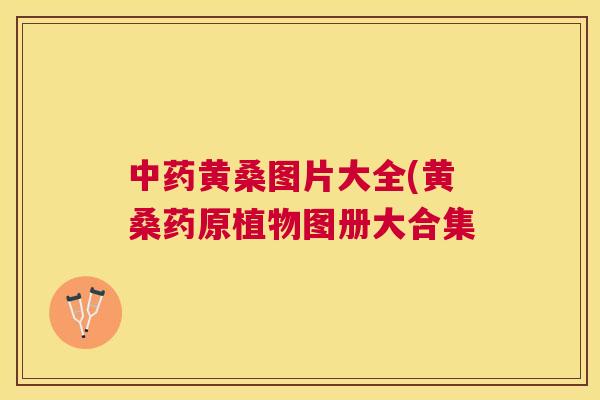 黄桑图片大全(黄桑药原植物图册大合集 黄桑图片大全(黄桑药原植物图册大合集