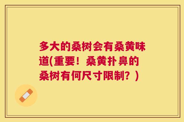 多大的桑树会有桑黄味道(重要！桑黄扑鼻的桑树有何尺寸限制？)