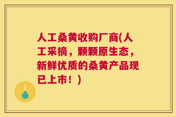 人工桑黄收购厂商(人工采摘,颗颗原生态,新鲜优质的桑黄产品现已上市!) 人工桑黄收购厂商(人工采摘,颗颗原生态,新鲜优质的桑黄产品现已上市!)