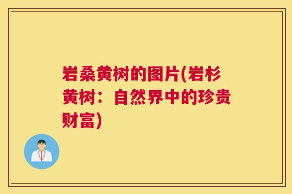 岩桑黄树的图片(岩杉黄树:自然界中的珍贵财富) 岩桑黄树的图片(岩杉黄树:自然界中的珍贵财富)