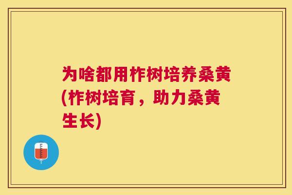 为啥都用柞树培养桑黄(柞树培育,助力桑黄生长) 为啥都用柞树培养桑黄(柞树培育,助力桑黄生长)