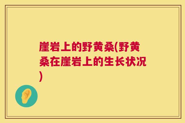 崖岩上的野黄桑(野黄桑在崖岩上的生长状况) 崖岩上的野黄桑(野黄桑在崖岩上的生长状况)