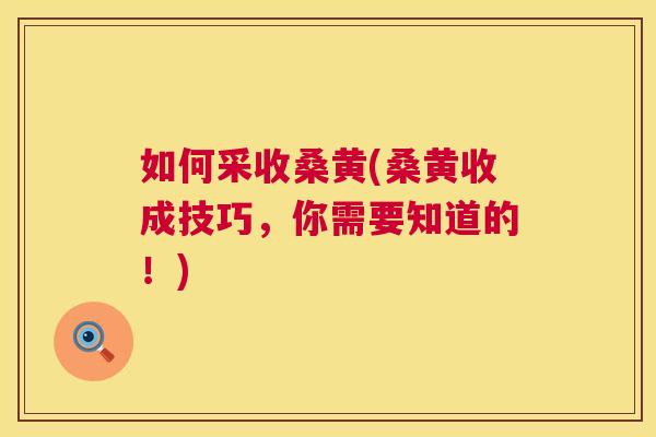 如何采收桑黄(桑黄收成技巧,你需要知道的!) 如何采收桑黄(桑黄收成技巧,你需要知道的!)