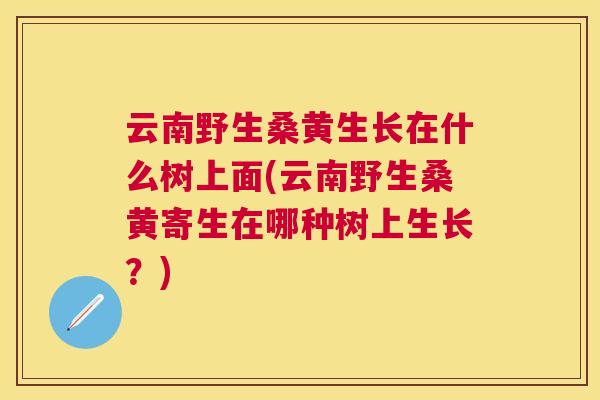 云南野生桑黄生长在什么树上面(云南野生桑黄寄生在哪种树上生长?) 云南野生桑黄生长在什么树上面(云南野生桑黄寄生在哪种树上生长?)