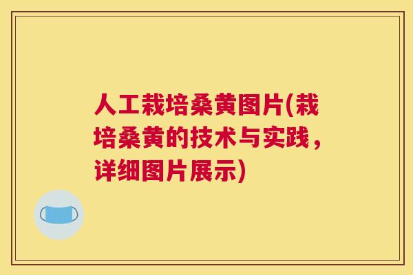 人工栽培桑黄图片(栽培桑黄的技术与实践,详细图片展示) 人工栽培桑黄图片(栽培桑黄的技术与实践,详细图片展示)