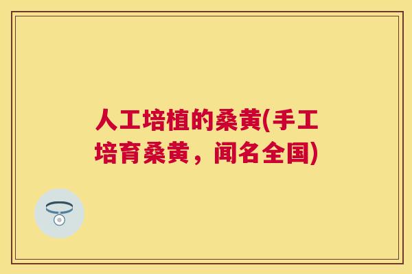 人工培植的桑黄(手工培育桑黄,闻名全国) 人工培植的桑黄(手工培育桑黄,闻名全国)
