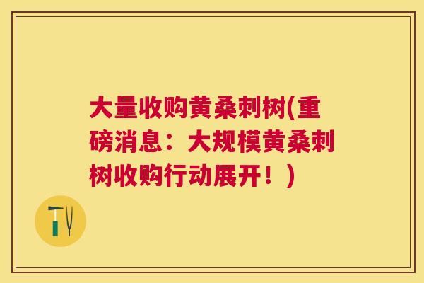 大量收购黄桑刺树(重磅消息:大规模黄桑刺树收购行动展开!) 大量收购黄桑刺树(重磅消息:大规模黄桑刺树收购行动展开!)