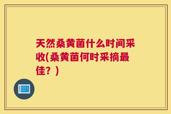 天然桑黄菌什么时间采收(桑黄菌何时采摘佳?) 天然桑黄菌什么时间采收(桑黄菌何时采摘佳?)