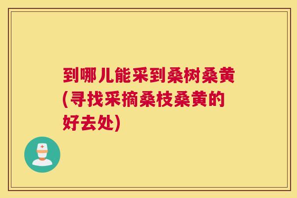 到哪儿能采到桑树桑黄(寻找采摘桑枝桑黄的好去处) 到哪儿能采到桑树桑黄(寻找采摘桑枝桑黄的好去处)