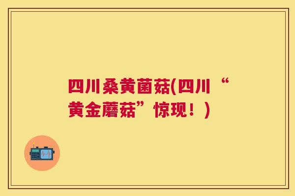 四川桑黄菌菇(四川“黄金蘑菇”惊现!) 四川桑黄菌菇(四川“黄金蘑菇”惊现!)