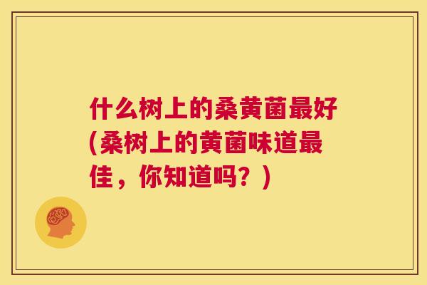 什么树上的桑黄菌好(桑树上的黄菌味道佳,你知道吗?) 什么树上的桑黄菌好(桑树上的黄菌味道佳,你知道吗?)