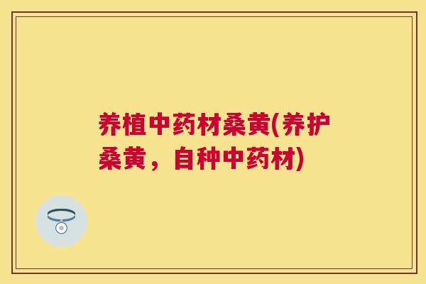 养植材桑黄(养护桑黄,自种材) 养植材桑黄(养护桑黄,自种材)