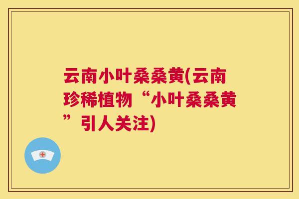 云南小叶桑桑黄(云南珍稀植物“小叶桑桑黄”引人关注) 云南小叶桑桑黄(云南珍稀植物“小叶桑桑黄”引人关注)