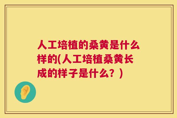 人工培植的桑黄是什么样的(人工培植桑黄长成的样子是什么?) 人工培植的桑黄是什么样的(人工培植桑黄长成的样子是什么?)