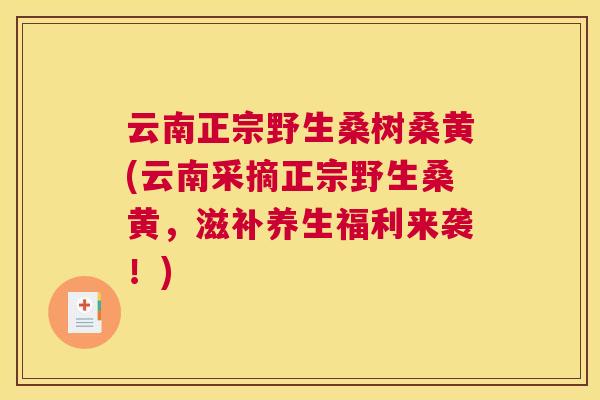 云南正宗野生桑树桑黄(云南采摘正宗野生桑黄,滋补养生福利来袭!) 云南正宗野生桑树桑黄(云南采摘正宗野生桑黄,滋补养生福利来袭!)