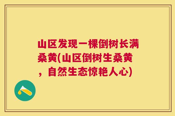 山区发现一棵倒树长满桑黄(山区倒树生桑黄,自然生态惊艳人心) 山区发现一棵倒树长满桑黄(山区倒树生桑黄,自然生态惊艳人心)