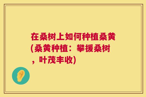 在桑树上如何种植桑黄(桑黄种植:攀援桑树,叶茂丰收) 在桑树上如何种植桑黄(桑黄种植:攀援桑树,叶茂丰收)