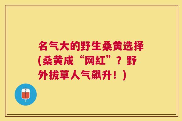 名气大的野生桑黄选择(桑黄成“网红”?野外拔草人气飙升!) 名气大的野生桑黄选择(桑黄成“网红”?野外拔草人气飙升!)