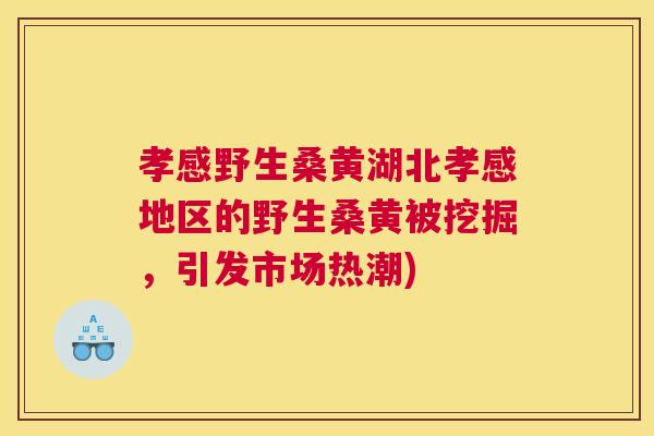 孝感野生桑黄湖北孝感地区的野生桑黄被挖掘，引发市场热潮)