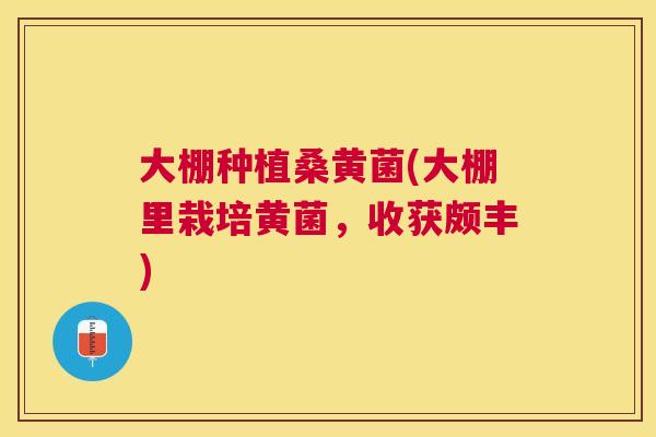 大棚种植桑黄菌(大棚里栽培黄菌，收获颇丰)
