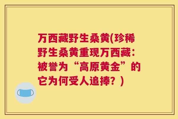 万西藏野生桑黄(珍稀野生桑黄重现万西藏：被誉为“高原黄金”的它为何受人追捧？)