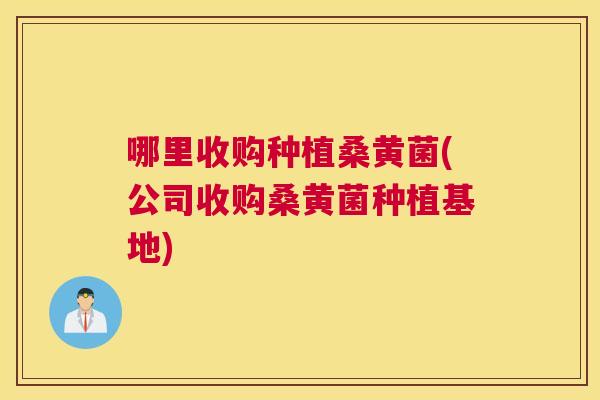 哪里收购种植桑黄菌(公司收购桑黄菌种植基地) 哪里收购种植桑黄菌(公司收购桑黄菌种植基地)
