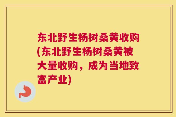东北野生杨树桑黄收购(东北野生杨树桑黄被大量收购,成为当地致富产业) 东北野生杨树桑黄收购(东北野生杨树桑黄被大量收购,成为当地致富产业)