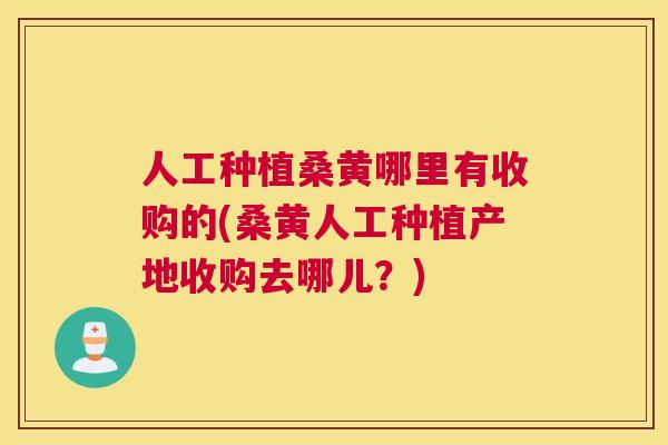 人工种植桑黄哪里有收购的(桑黄人工种植产地收购去哪儿?) 人工种植桑黄哪里有收购的(桑黄人工种植产地收购去哪儿?)