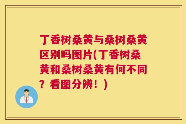 丁香树桑黄与桑树桑黄区别吗图片(丁香树桑黄和桑树桑黄有何不同?看图分辨!) 丁香树桑黄与桑树桑黄区别吗图片(丁香树桑黄和桑树桑黄有何不同?看图分辨!)