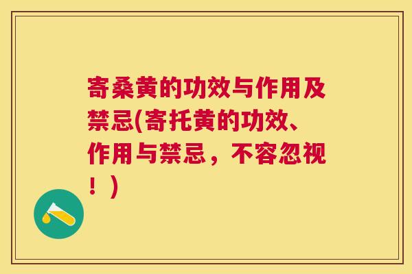 寄桑黄的功效与作用及禁忌(寄托黄的功效、作用与禁忌,不容忽视!) 寄桑黄的功效与作用及禁忌(寄托黄的功效、作用与禁忌,不容忽视!)