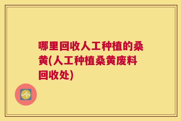 哪里回收人工种植的桑黄(人工种植桑黄废料回收处) 哪里回收人工种植的桑黄(人工种植桑黄废料回收处)