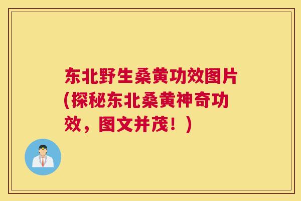 东北野生桑黄功效图片(探秘东北桑黄神奇功效,图文并茂!) 东北野生桑黄功效图片(探秘东北桑黄神奇功效,图文并茂!)