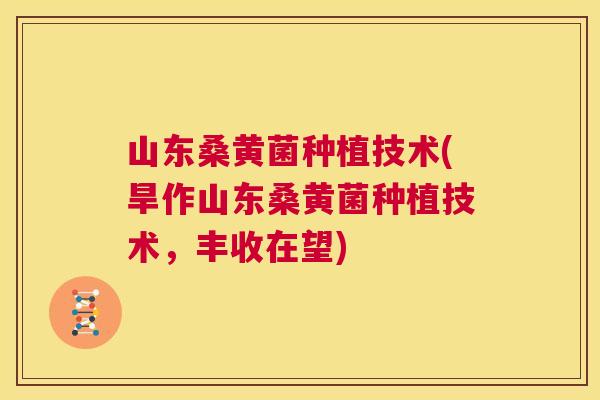 山东桑黄菌种植技术(旱作山东桑黄菌种植技术,丰收在望) 山东桑黄菌种植技术(旱作山东桑黄菌种植技术,丰收在望)