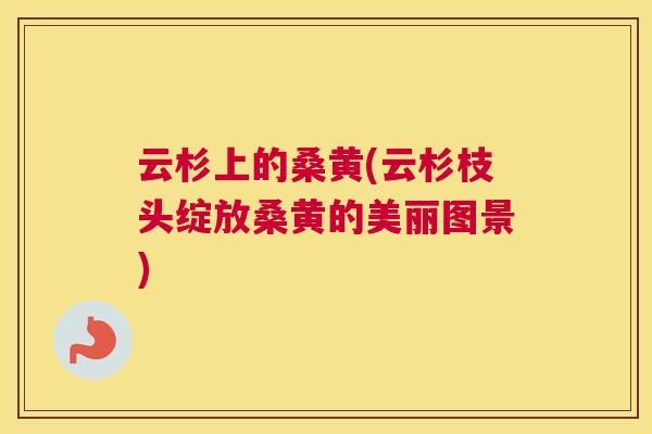云杉上的桑黄(云杉枝头绽放桑黄的美丽图景) 云杉上的桑黄(云杉枝头绽放桑黄的美丽图景)